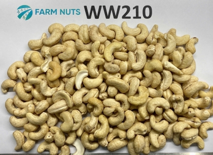 Cashew kernel WW210_240